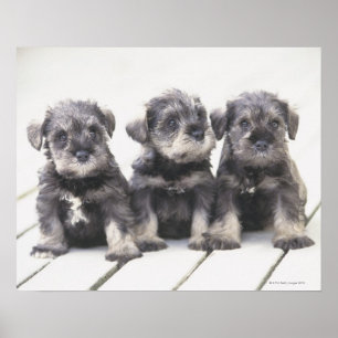 Póster O Schnauzer diminuto é uma raça do cão pequeno