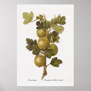 Póster O Sheba Queen de Crompton do Gooseberry '