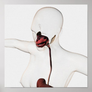 Poster O sistema digestivo humano 3