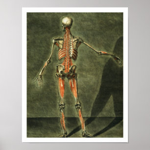 Póster O sistema muscular profundo da parte traseira do