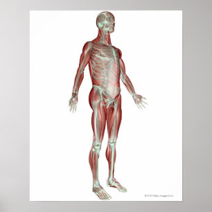 Póster O sistema osteomuscular 8