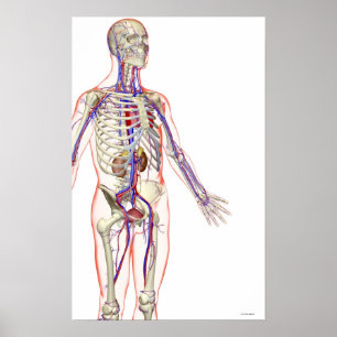 Póster O sistema urinário