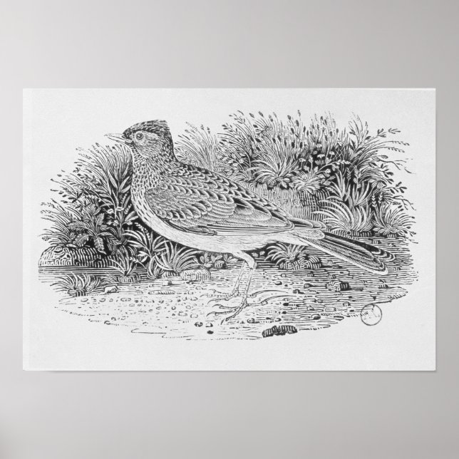 Póster O Skylark (Frente)