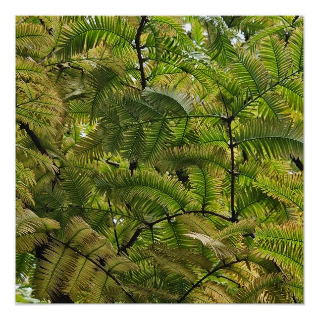 Póster O soft conquista o duro (Frente)