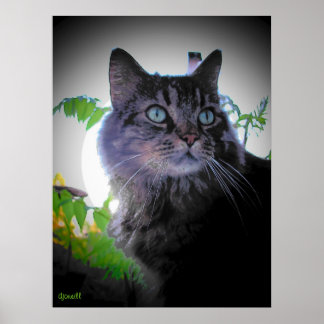 Poster O sol da manhã sobe