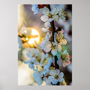 Poster O Sol E As Flores Apricot Japonesas