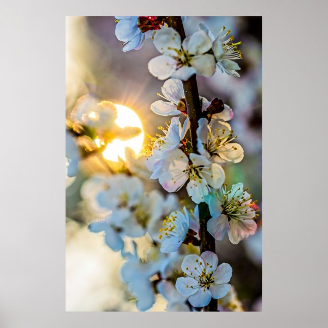 Poster O Sol Por Trás das Blossomas do Apricot Japonês (Frente)