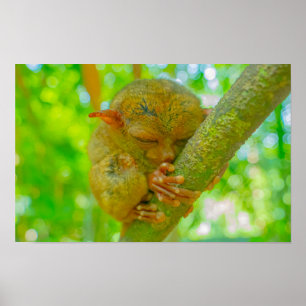 Poster O Sono Tranquilo de um Tarsier em Bohol