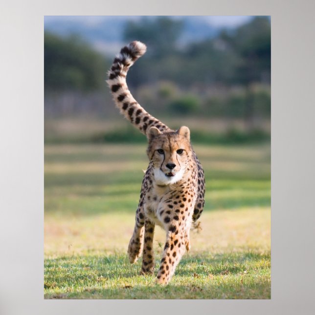 Poster O Sprint (Frente)