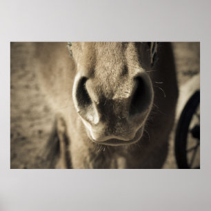 Póster O Sr. comestível incrível Ed