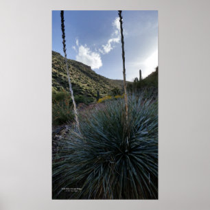 Poster O sudoeste Sotol do deserto planta a arizona
