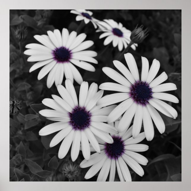 Poster O Sutil Contraste da Natureza (Frente)