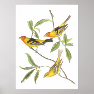 Póster O Tanager ocidental de Audubon