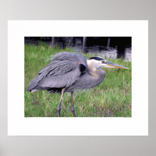 Póster O território de garça-real de grande azul