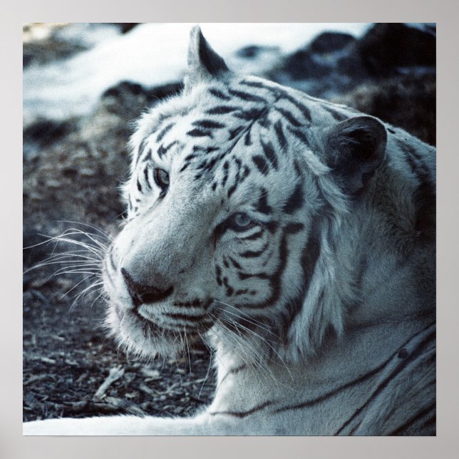 Póster O Tigre Branco (Frente)