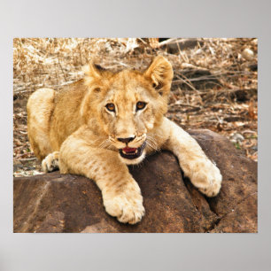 Póster O tigre Cub toma o respiradouro em uma rocha