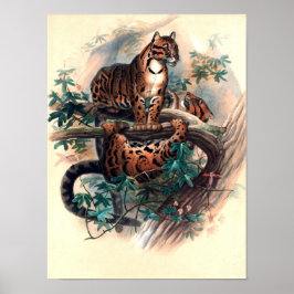 Poster O Tigre Nublado por Joseph Wolf