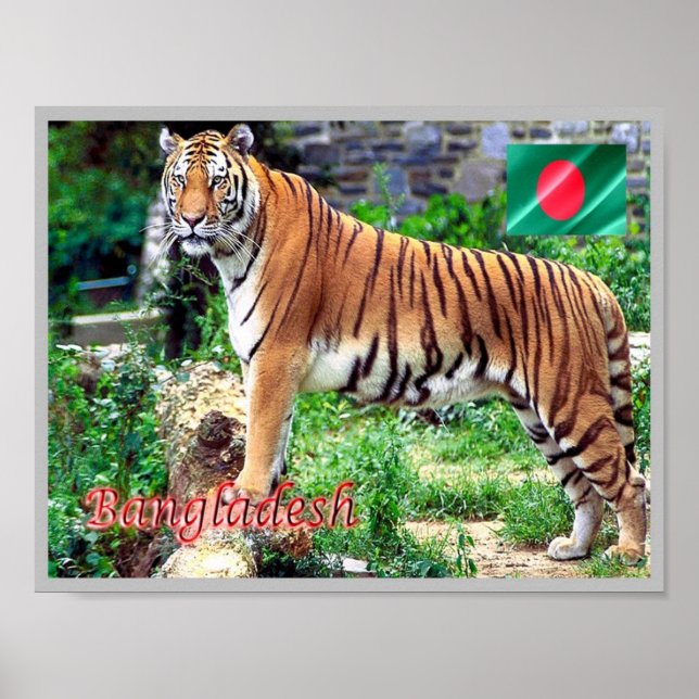Poster O Tigre Real Bengal (Frente)