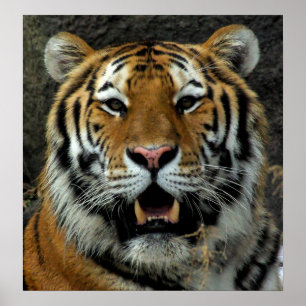 Póster O tigre - vindo aqui e diz aquele!