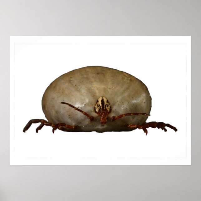 Poster O Tique (Frente)