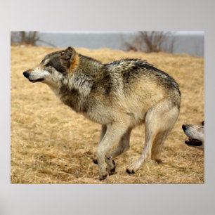 Póster O tiro do lobo dos desenhos animados