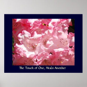 Póster O toque de um, cura um outro rosa Rhodies do