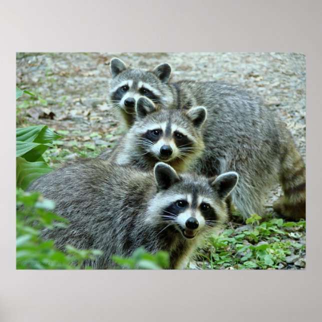 Póster O Três Raccoon (Frente)