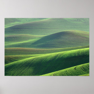 Poster O trigo brota nas colinas do Palouse