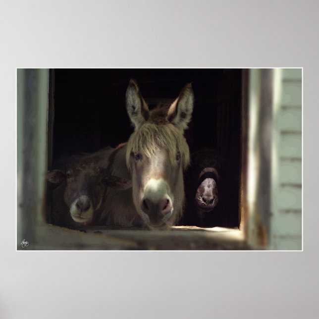 Póster O Trio Curioso (Frente)