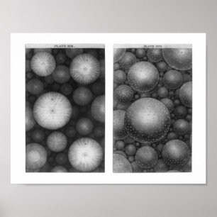 Póster O Universo de Thomas Wright