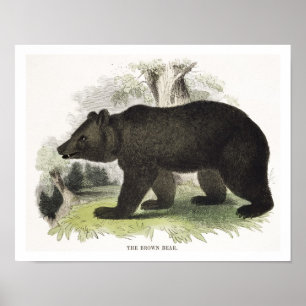 Poster O urso de Brown, bar educacional da ilustração.