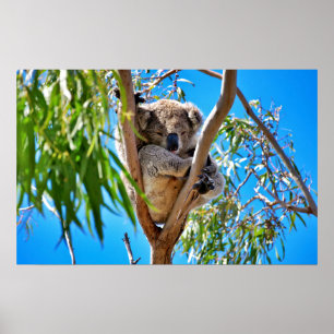 Póster O Urso Koala