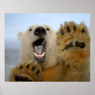 Póster o urso polar, maritimus do Ursus, olha curiosa em