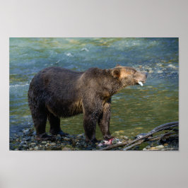 Poster O Urso Selvagem Recebeu O Salmão Na Entrada Toba