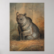 O Urso Sírio de Joseph Wolf