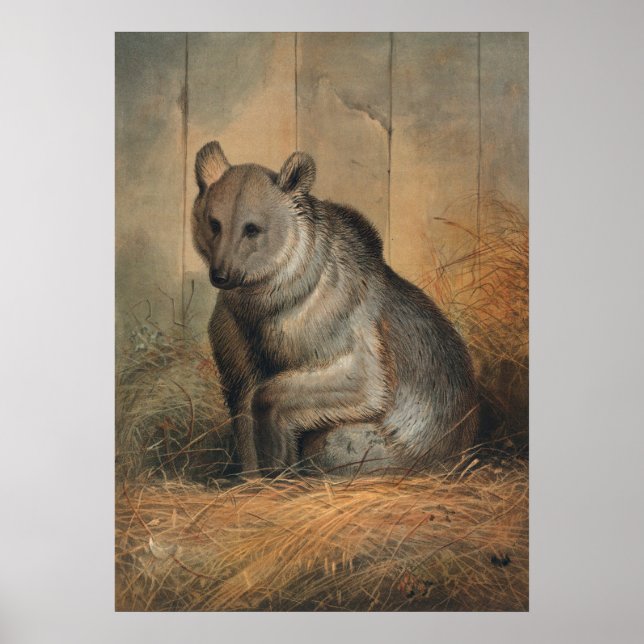 Poster O Urso Sírio de Joseph Wolf (Frente)