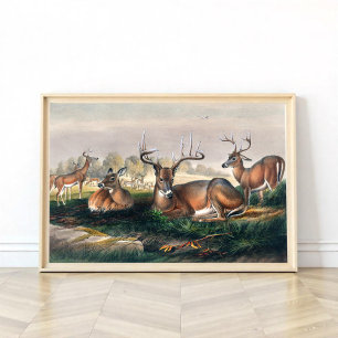 Poster O Veado Branco