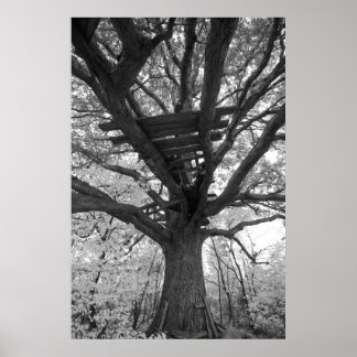 Póster O Velho Forte