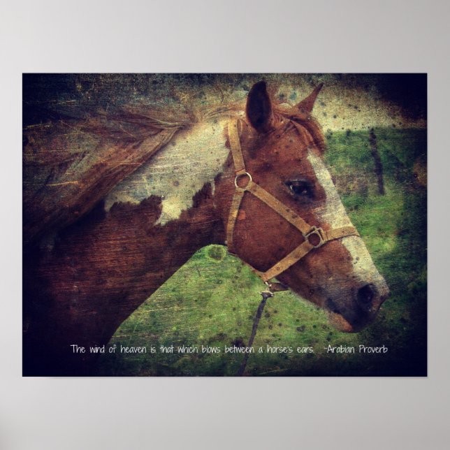 Póster O Vento do Céu, Flashy (Frente)