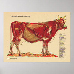 Poster O veterinário bovino da vaca Muscles a carta da