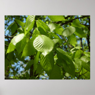 Poster O vidoeiro do primavera sae da árvore verde