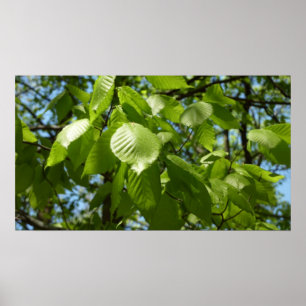 Póster O vidoeiro do primavera sae da árvore verde