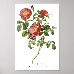 Poster O vintage floresce a rosa vermelha floral do amor