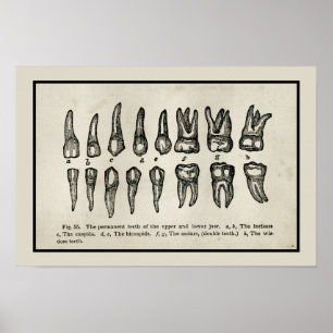 Poster O vintage inspirou o diagrama da carta do dente