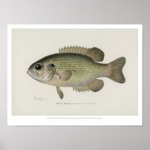 Póster O vintage pesca - peixes do baixo de rocha - o
