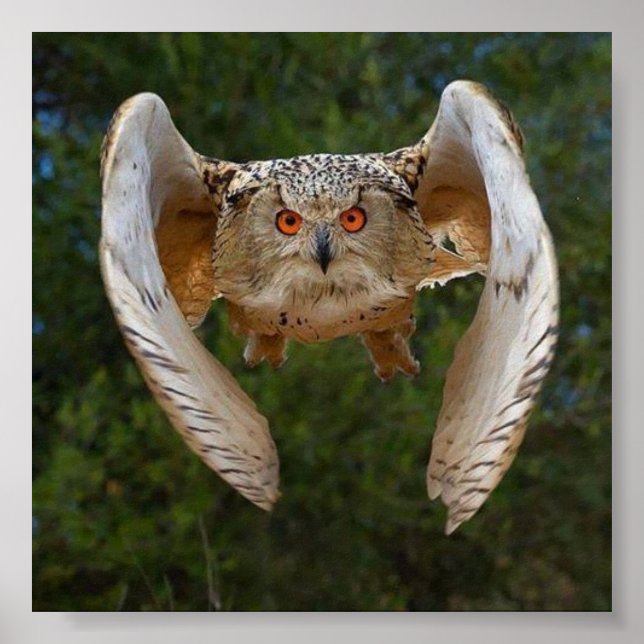 Poster O Voo do Mocho (Frente)