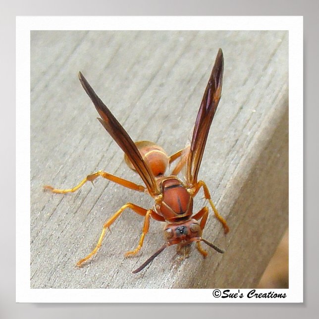 Poster O Wasp! Pôster (Frente)