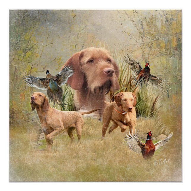 Póster O Wirehaired Vizsla húngaro (Frente)