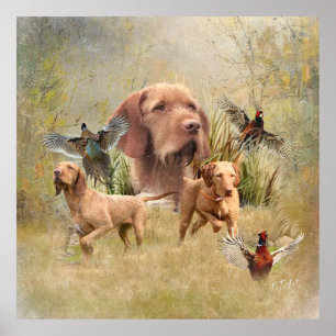 Poster O Wirehaired Vizsla húngaro