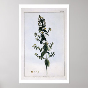 Póster O Wort de St John, placa 62, 'da coleção Precie